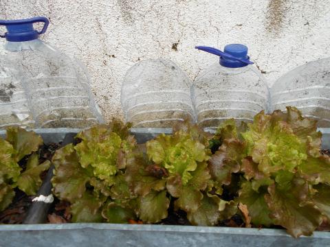 As alfaces protegidas com uma estufa feita com garrafões de plástico desenvolveram-se e cresceram .
